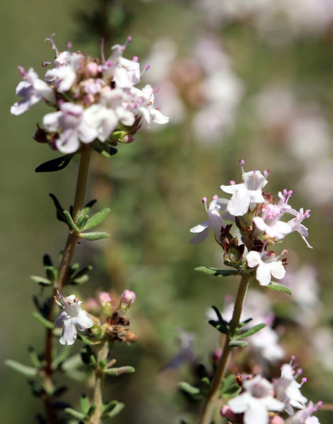 Thymian, Thymus Thymian im Shop kaufen