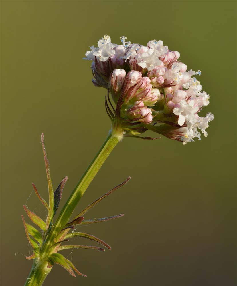 Baldrian Valeriana officinalis Niitvaelja Ivar Leidus Baldrian im Shop kaufen, Valeriana officinalis Niitvaelja Ivar Leidus
