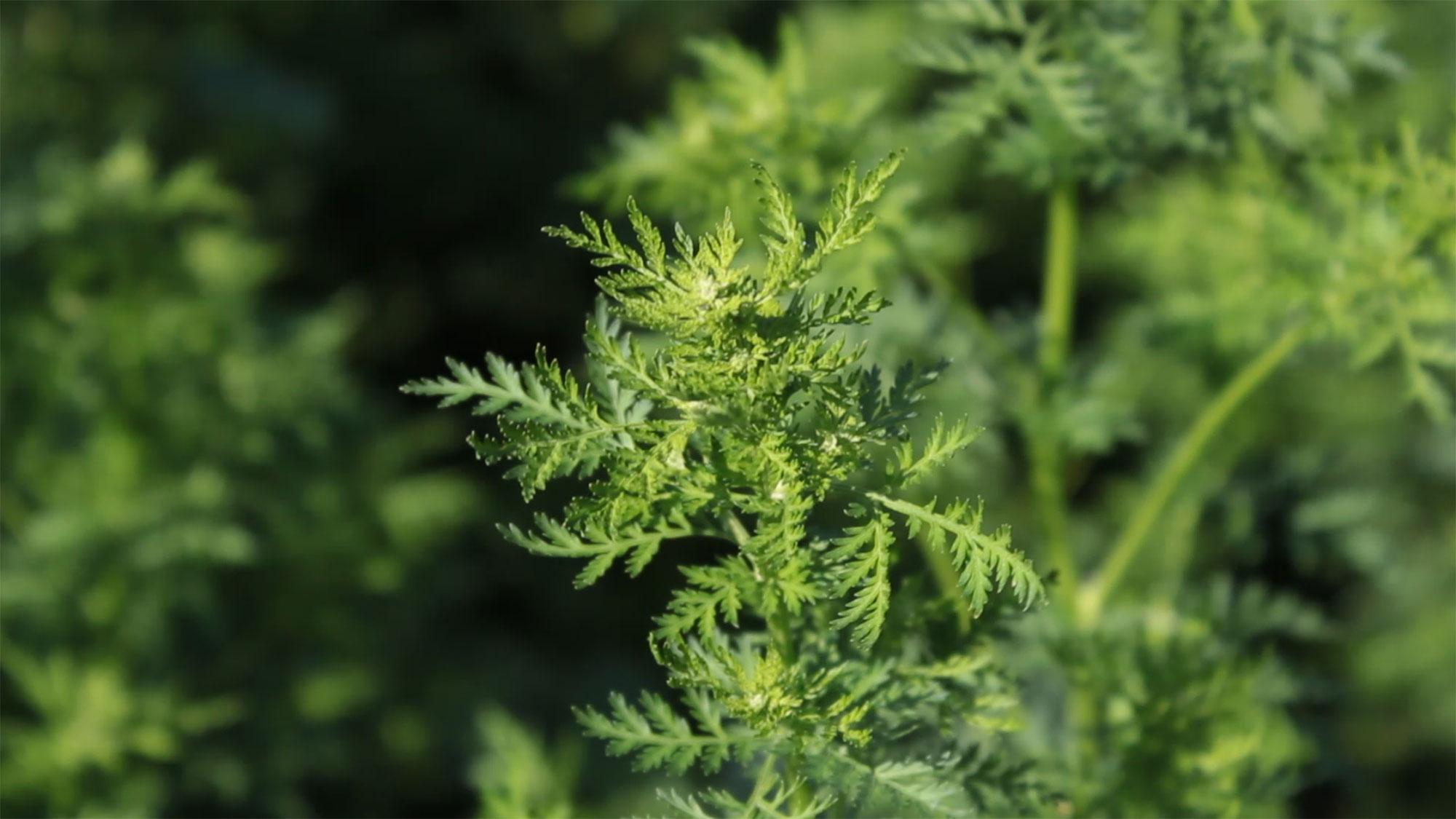 Artemisia annua Forte Pflanzenauszug - Auswahl: 500 ml