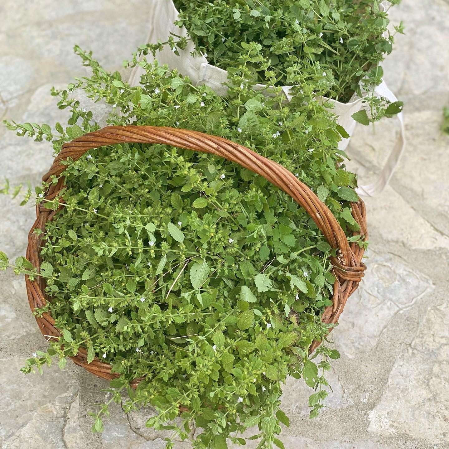 Kräuter, Pflanze, Korb, Kräuterpflanze, Minze, Korb, Kräuter, Minze, Borretsch, Gewürzpflanze, Kräuter, Pflanze, Korb, Grün, Blätter, Kräuter, Minze, Korb, Blätter, pflanzenikum, Kräuter, Minze, Korb, Kräuterpflanze, Grünpflanze