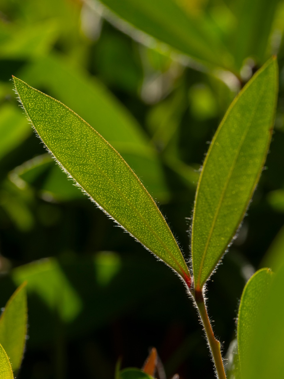 Lorbeerblatt — Laurus nobilis