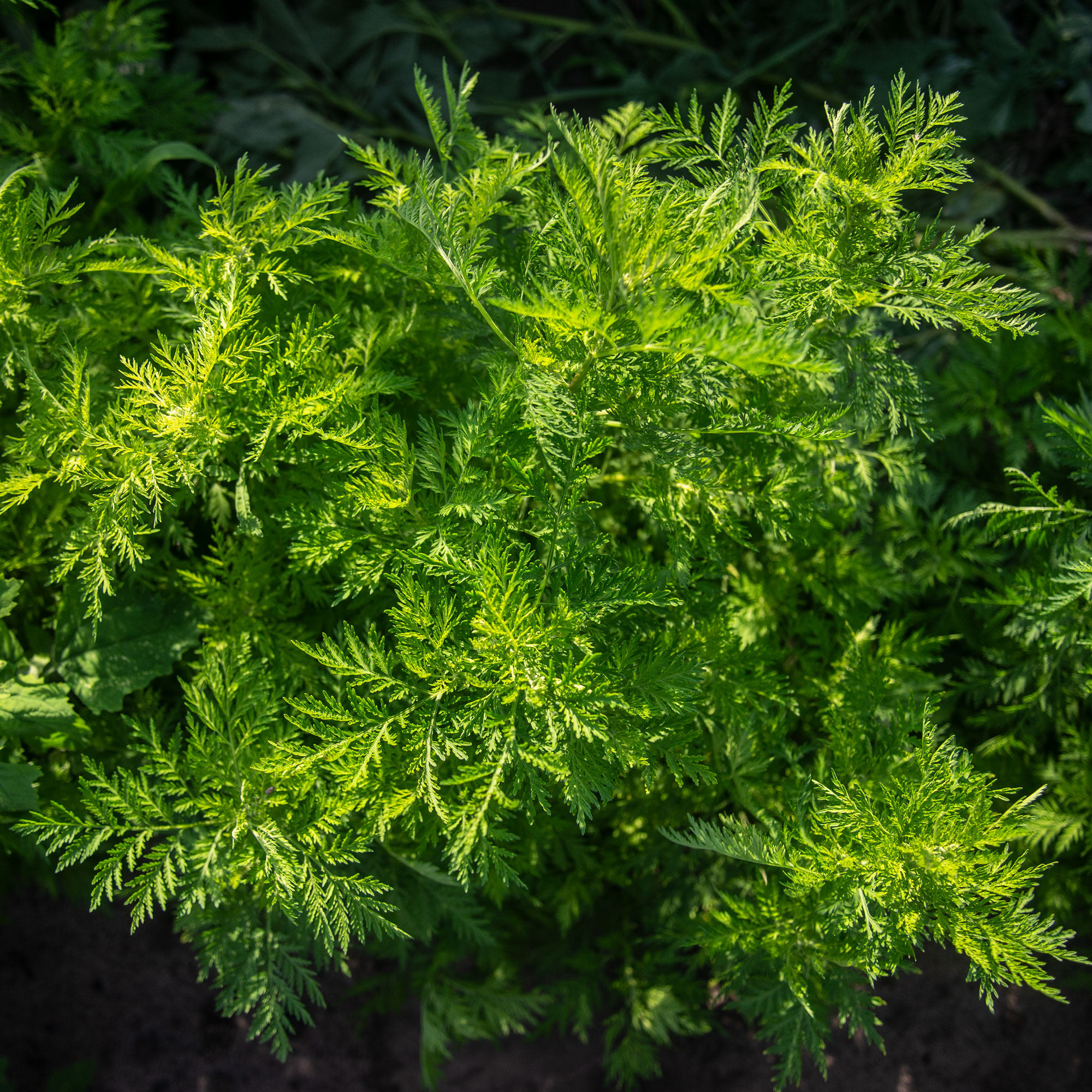 Artemisia annua Pfalnzen im Feld Artemisia annua Pflanze im Feld