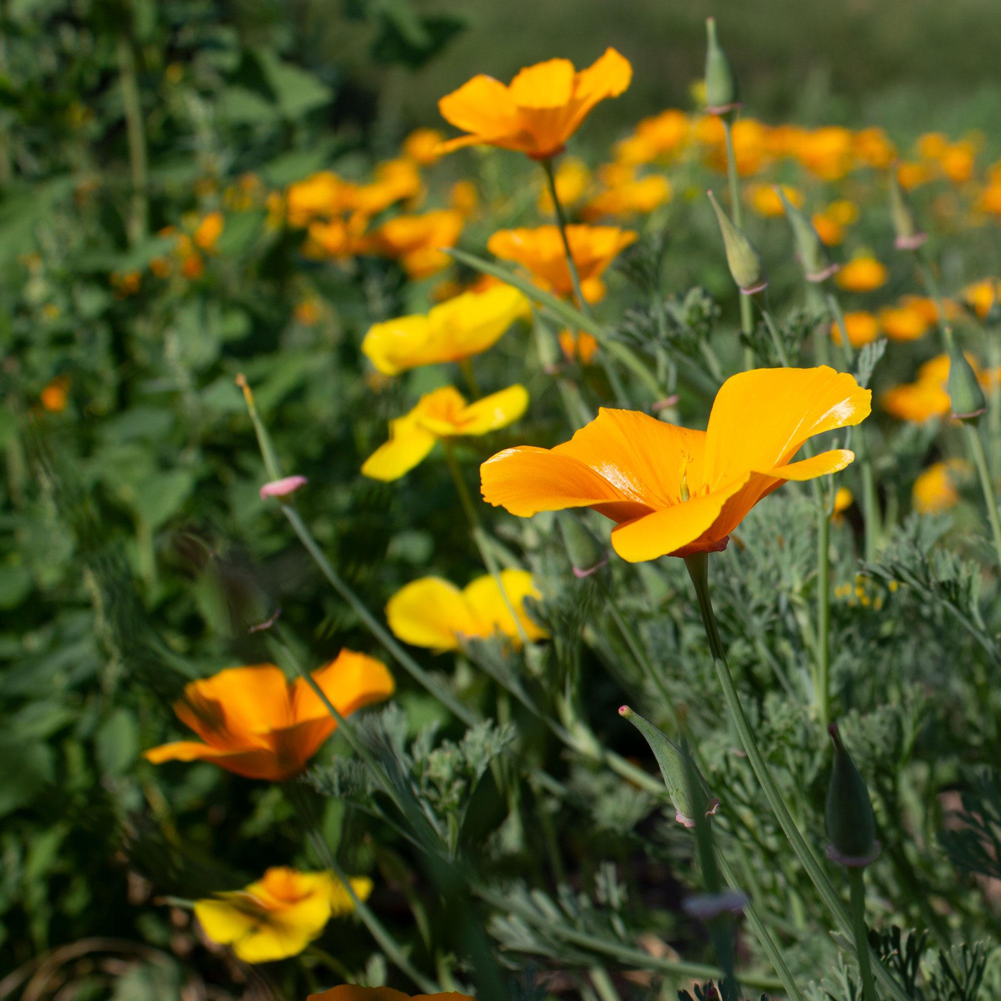 orange Blumen, Mohnblume, Feld, Sommerblüte, Gartenpflanze