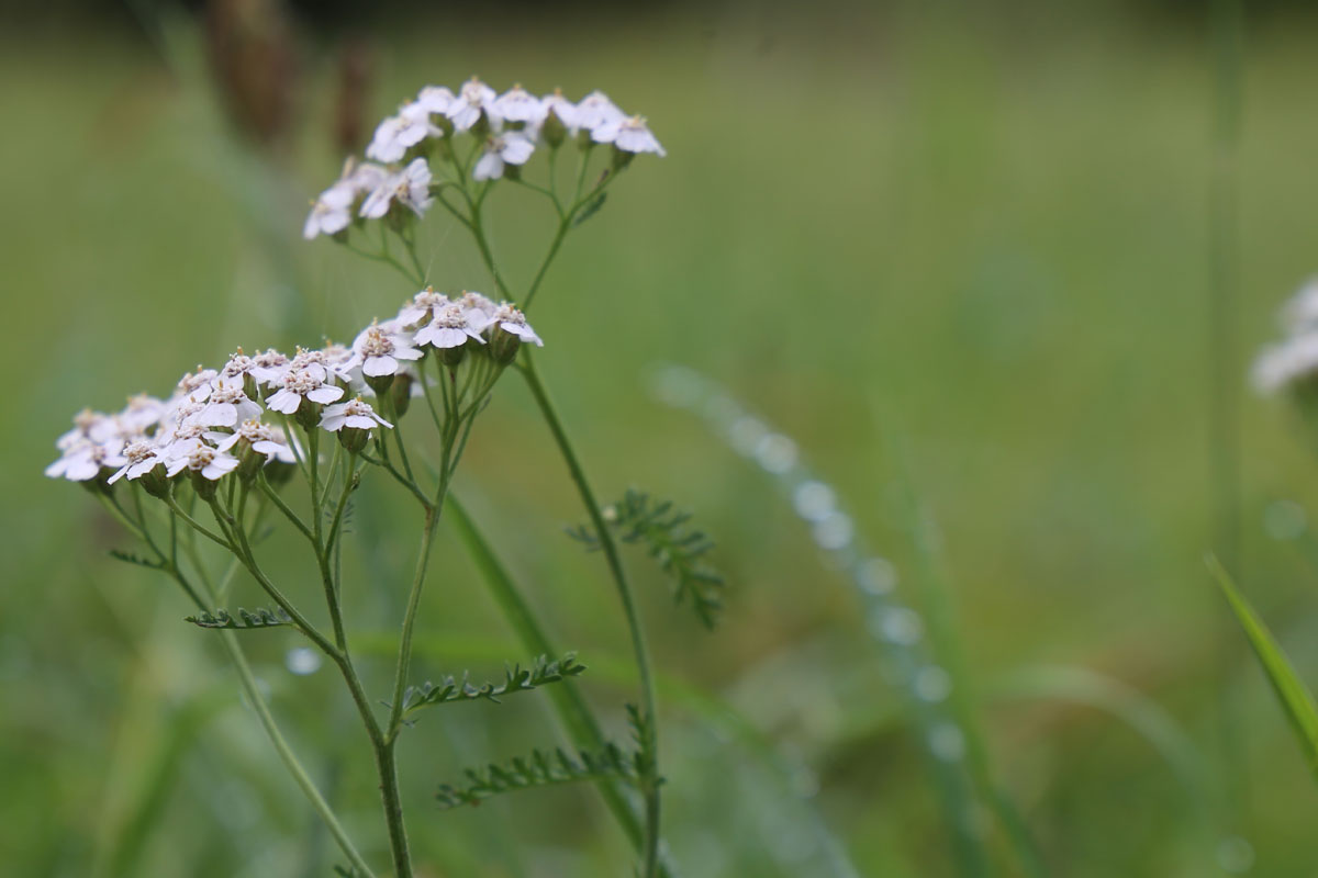 Schafgarben Blüten