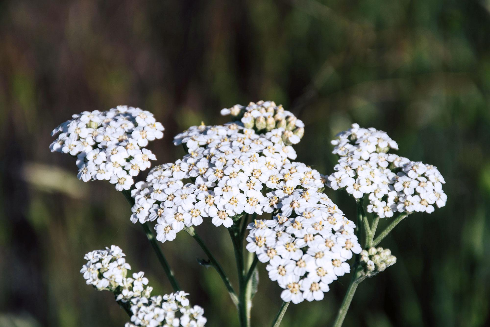 Blüten, Weiße Blüten, Kopfblüten, Kräuterblume, Kleiner Dippenblumen