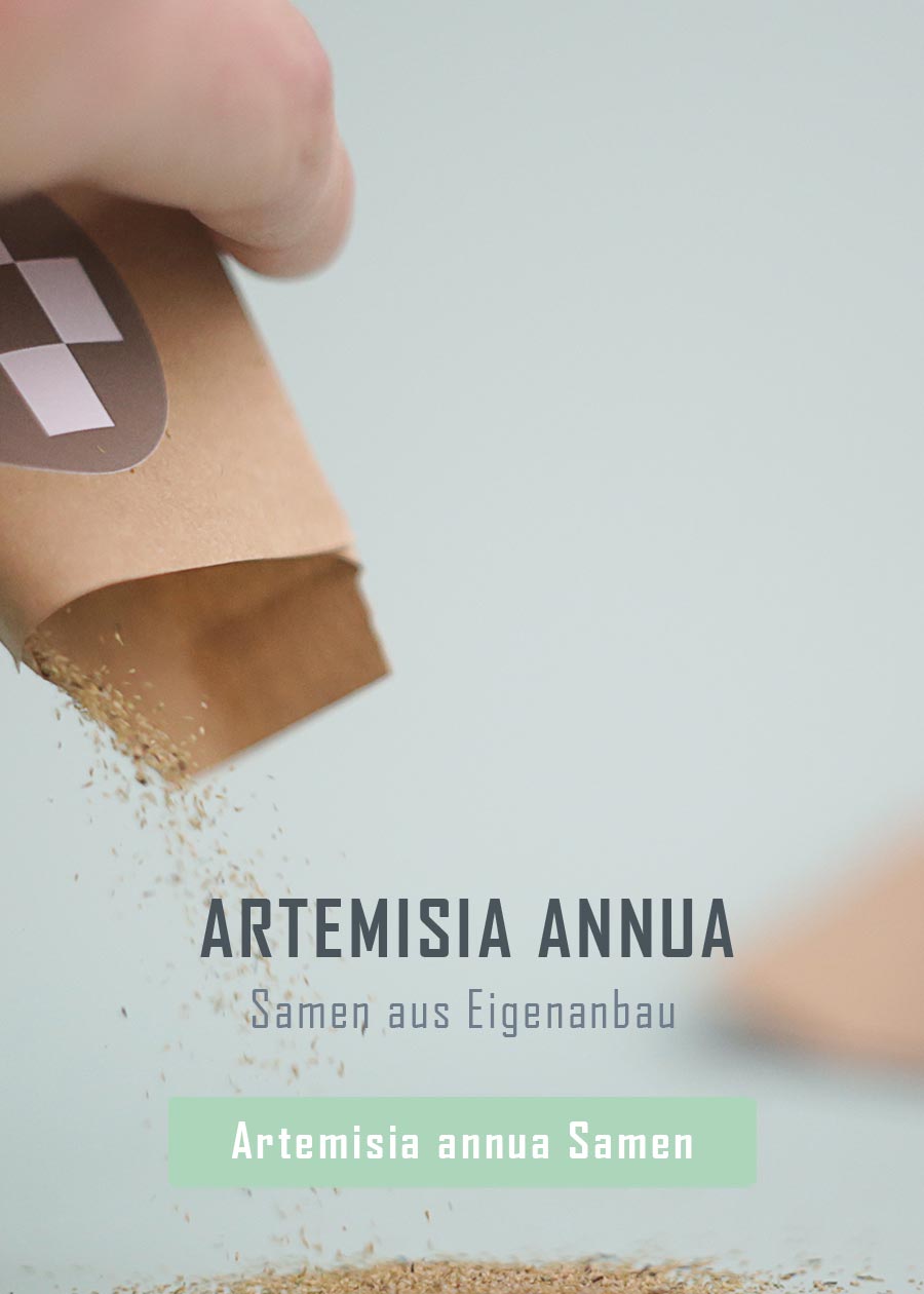 Samen Artemisia Annua aus Eigenanbau