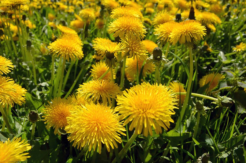 Lowenzahn-Dandelion-Wiese. Loewenzahn menge auf der WIese