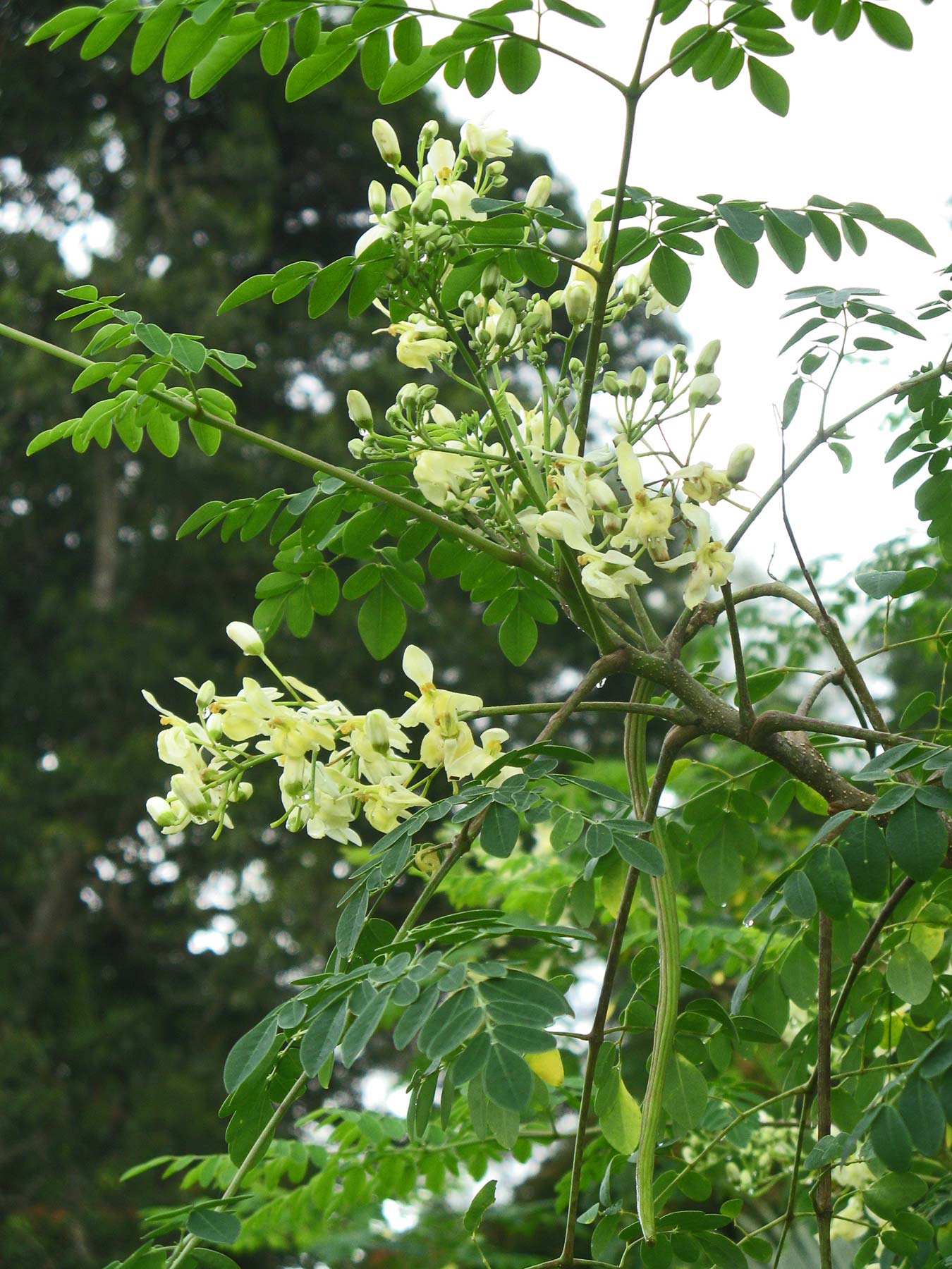Moringa