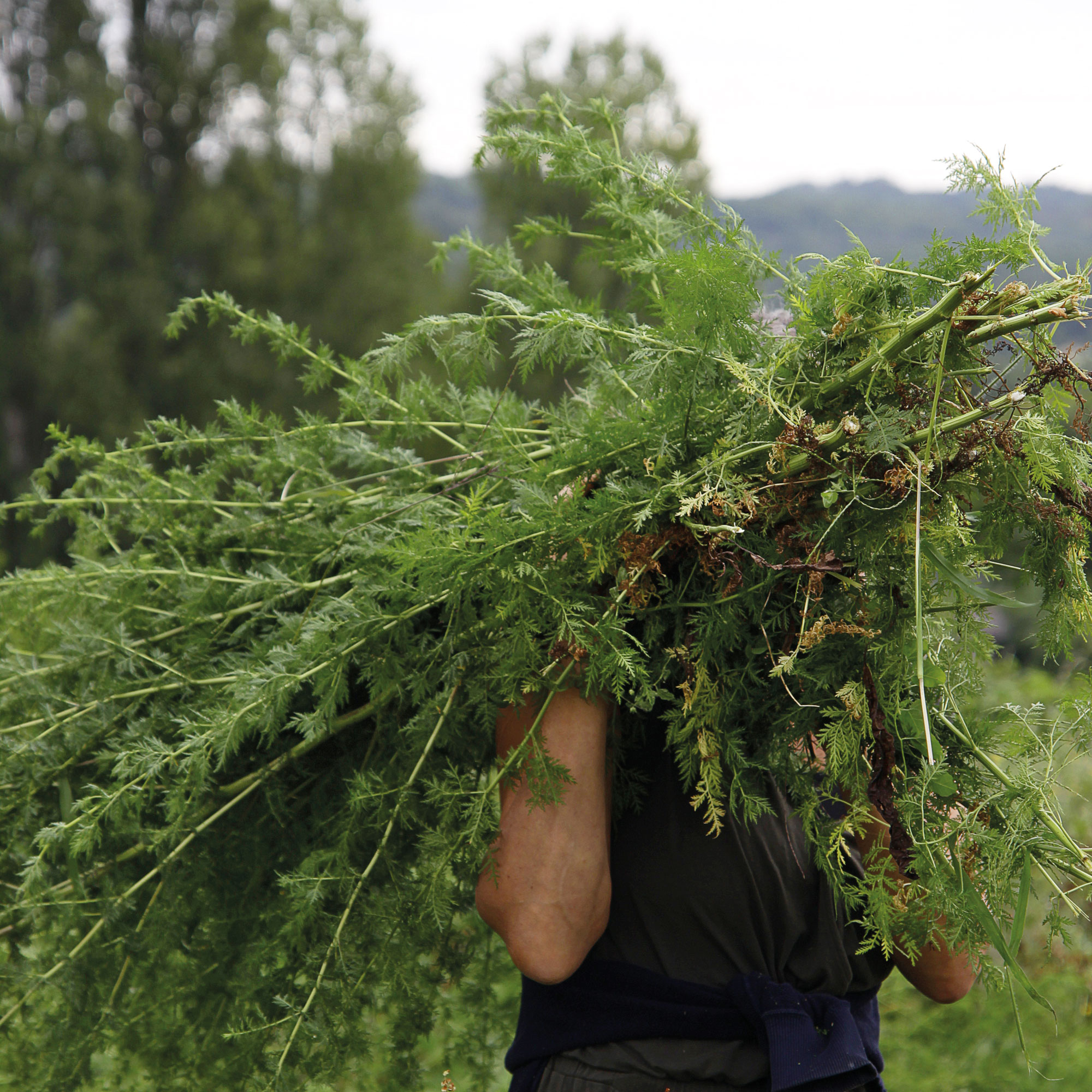 Artemisia annua Ernte