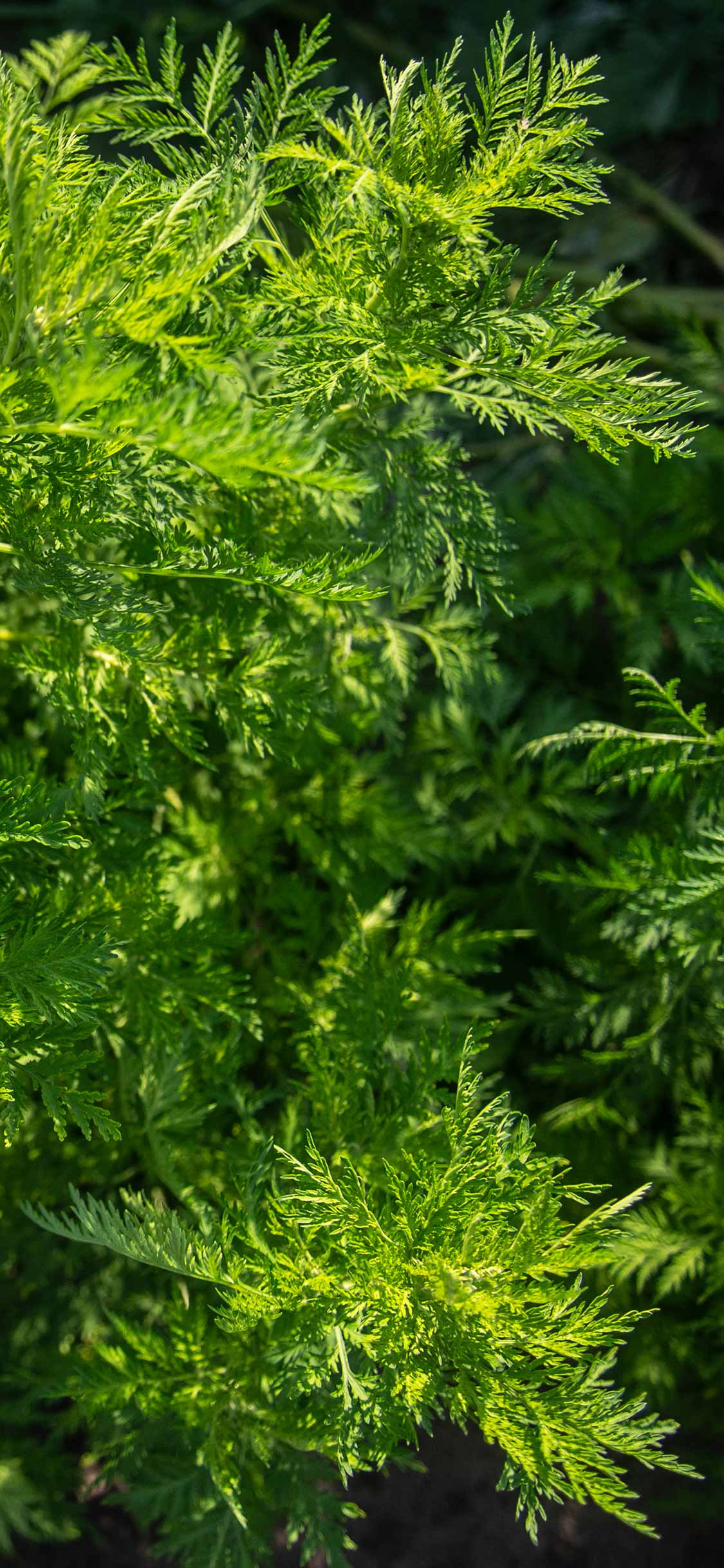 Artemisia annua Pflanze Detailaufnahme Artemisia annua Pflanze Detailaufnahme