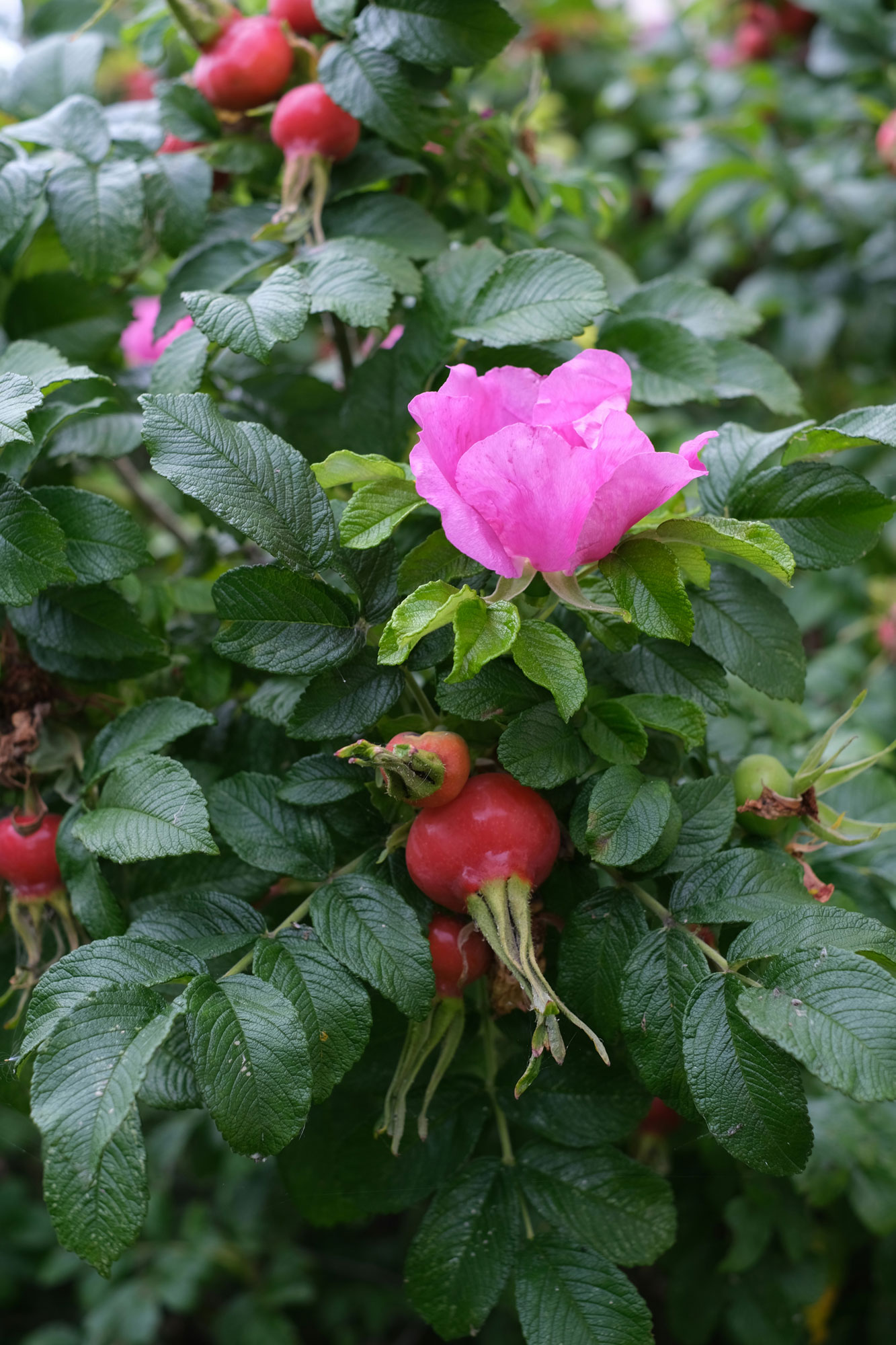 Rosa Canina, Hundsrose, Hagebutte