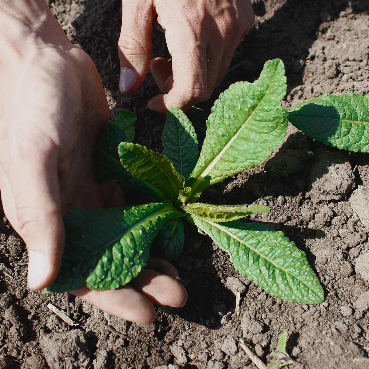 Minze Pflanze, grüne Blätter, Setzling, Erde, Hand pflanzen