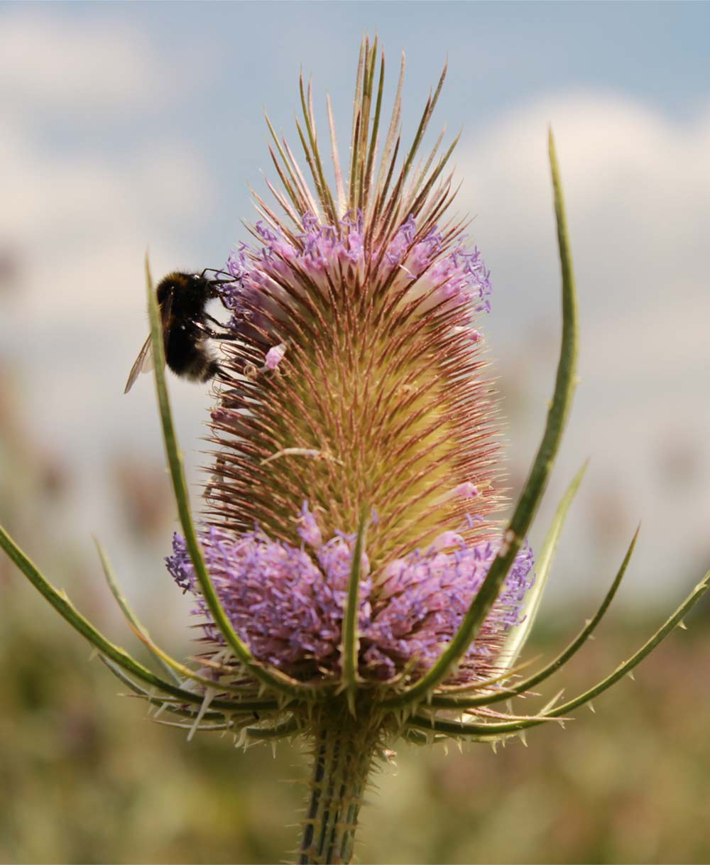 Wilde Karde Pflanze mit biene Wilde Karde Pflanze mit biene