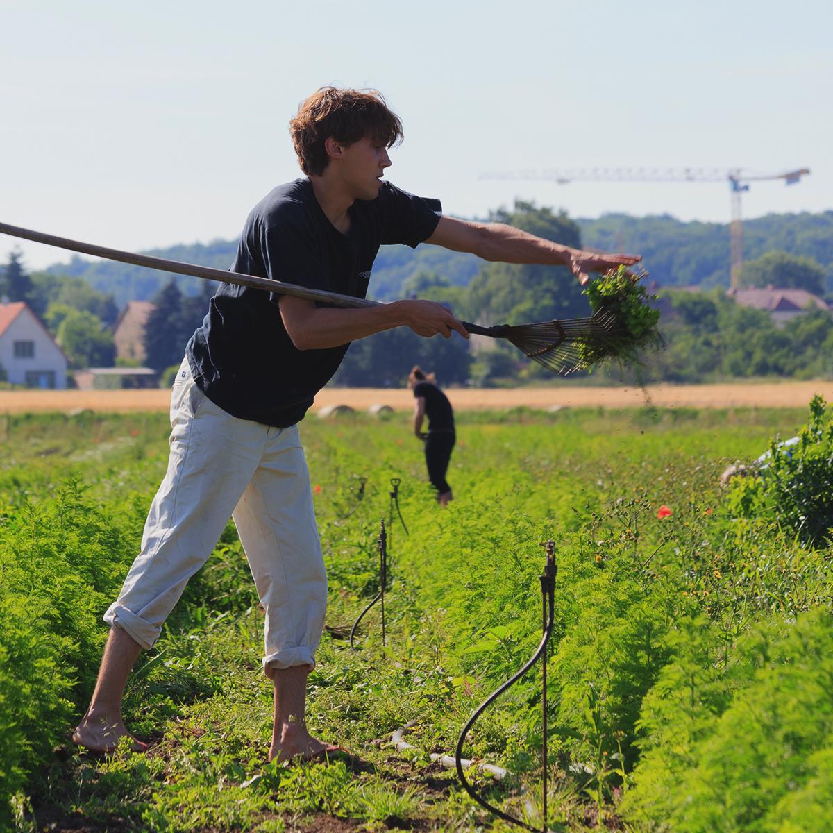 Kasimir entfernt auf dem Artemisia annua Feld das Beikraut Kasimir entfernt auf dem Artemisia annua Feld das Beikraut