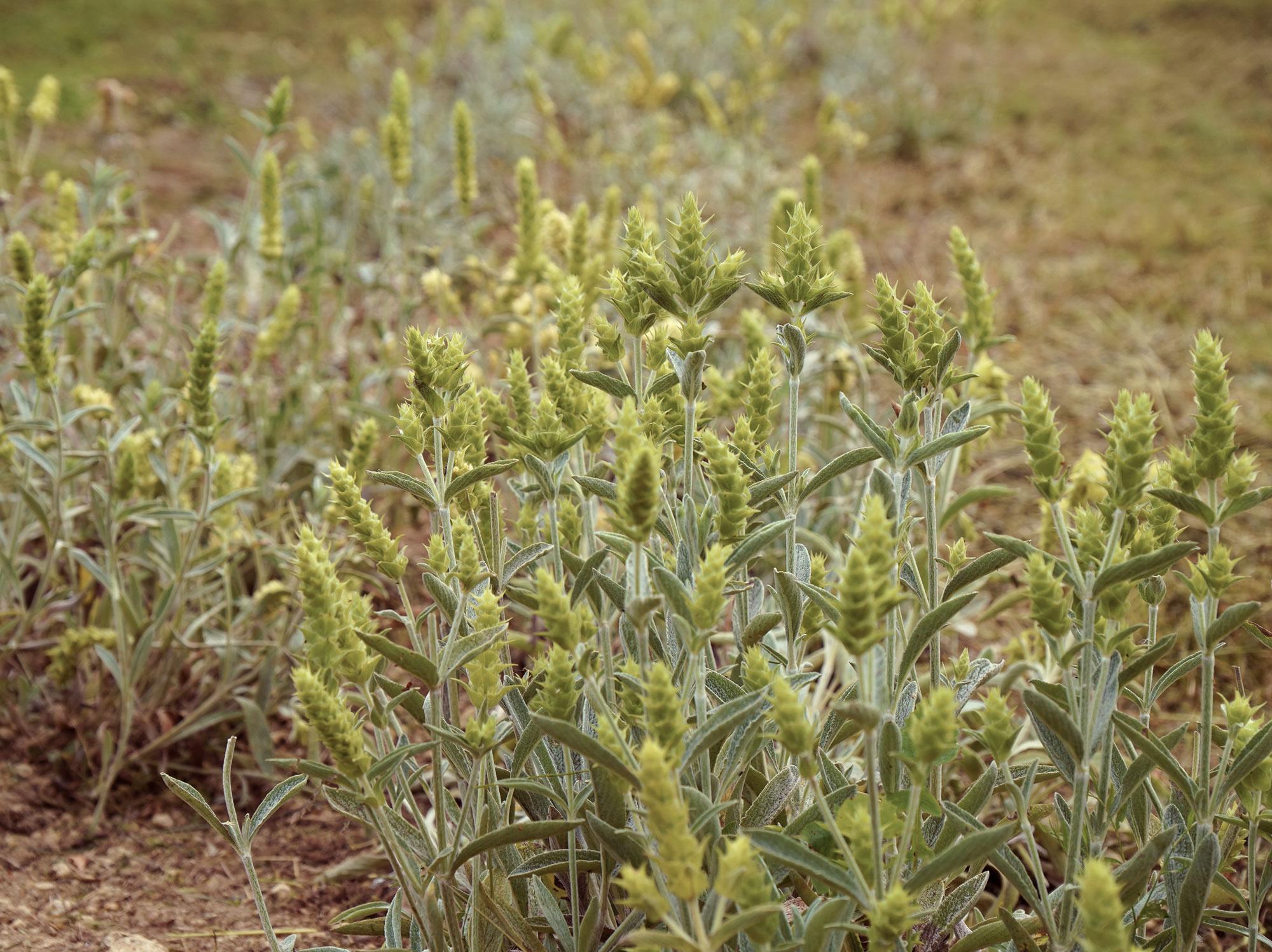 Griechischer Bergtee Feld