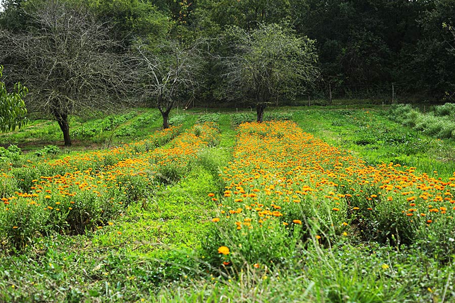 Ringelblume calendula demeter bio Ringelblume calendula demeter bio Kasimir Lieselotte