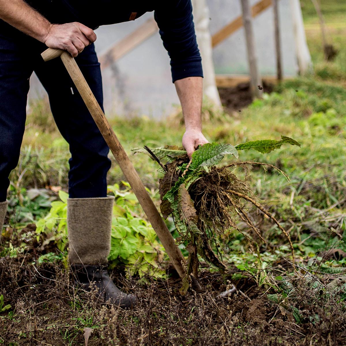 Pflanze, Wurzelstock, Wurzeln, Gartenarbeit, Pflanzenausgraben