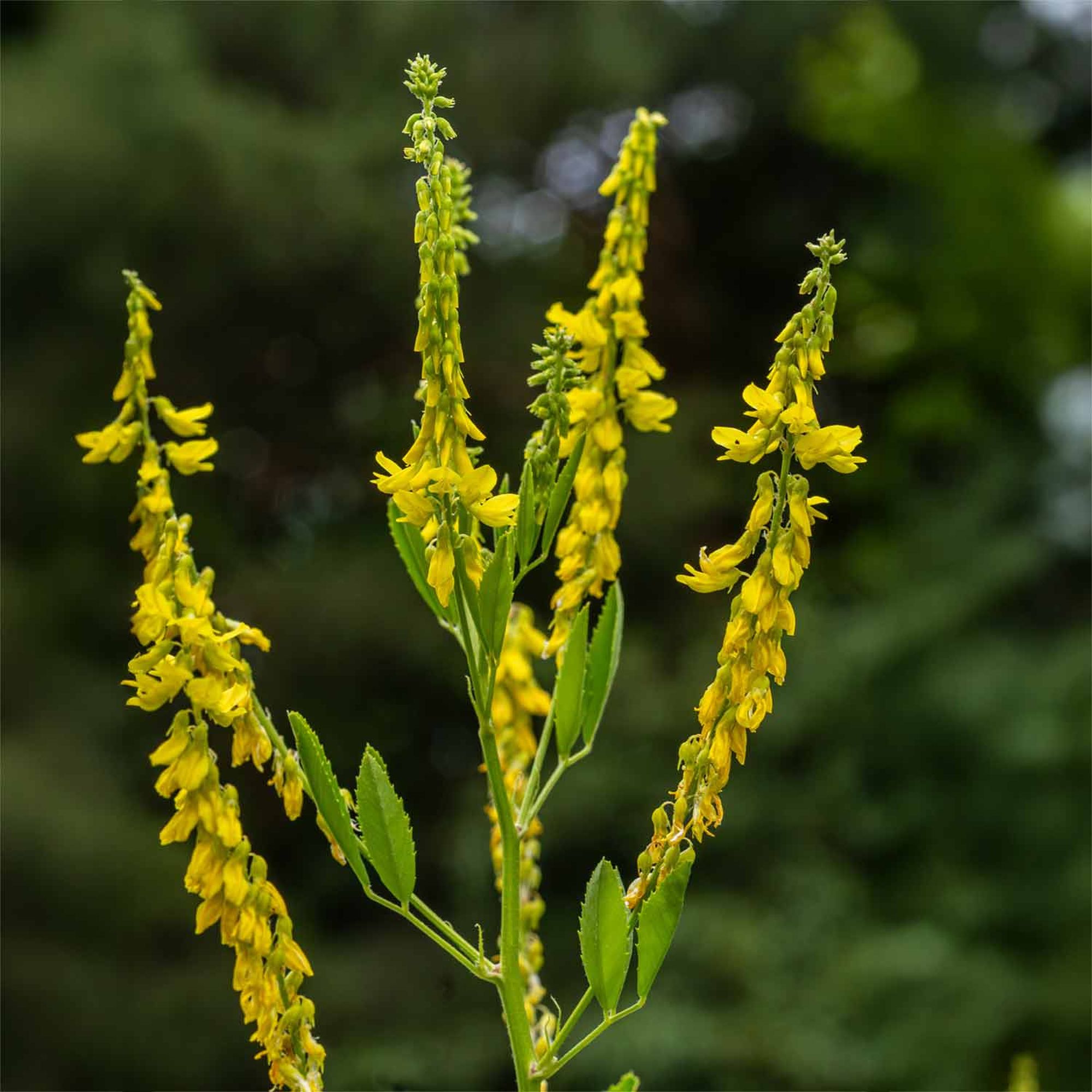 Steinklee &mdash; Melilotus officinalis