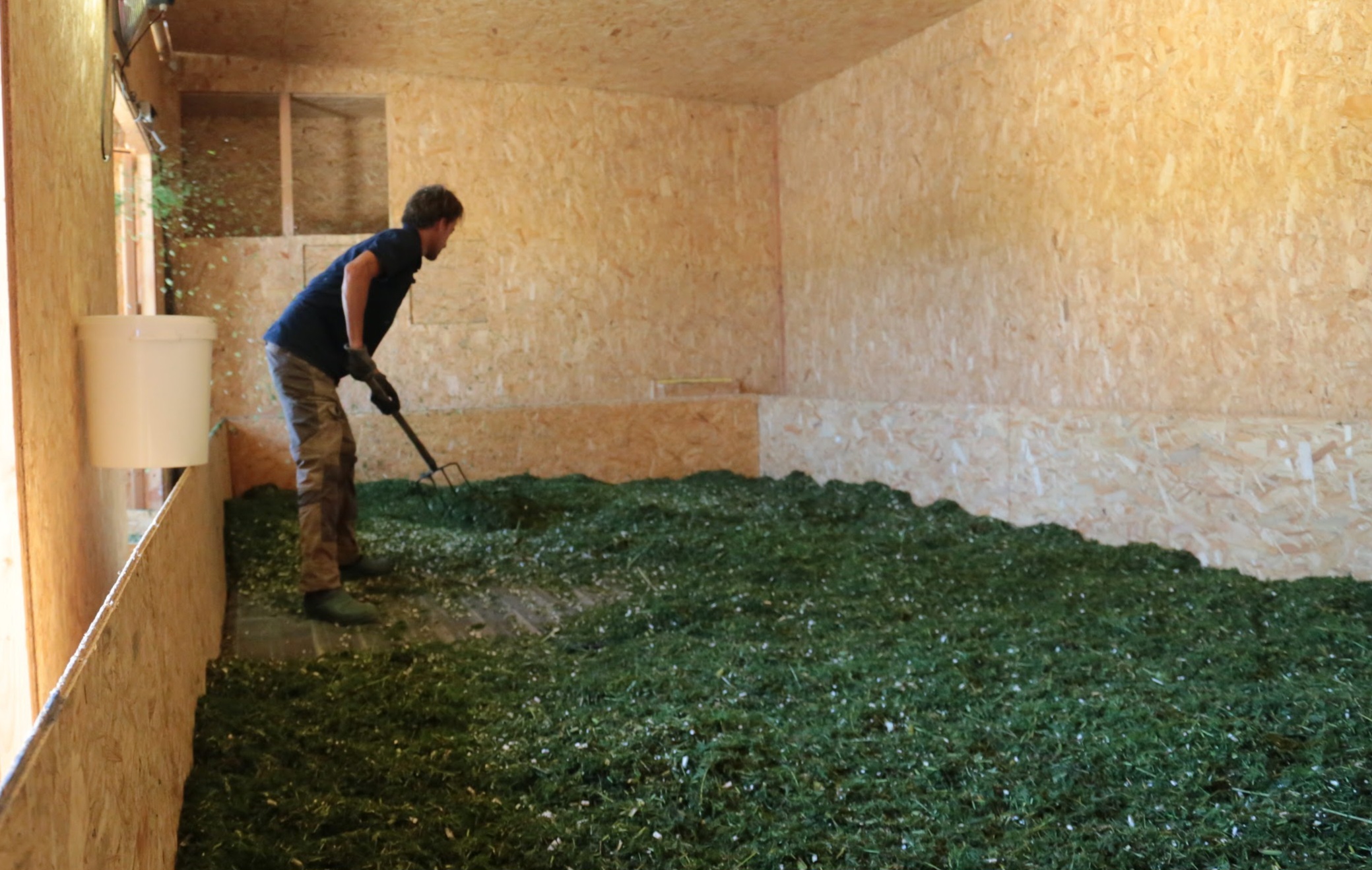Trocknung der Artemisia annua im eigenen Raum