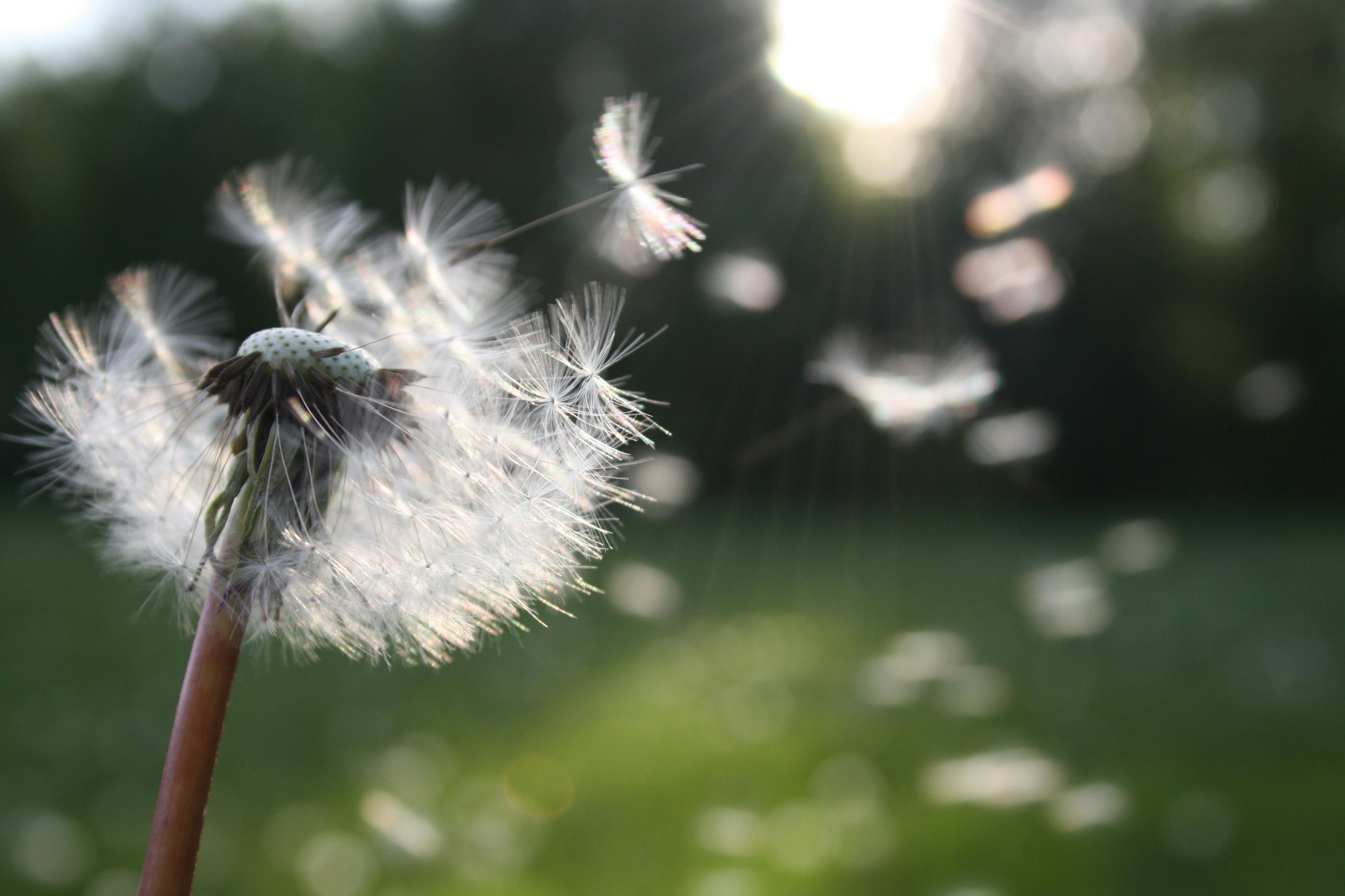 Foto von Nita_lowenzahnblume.jpg loewenzahl natur