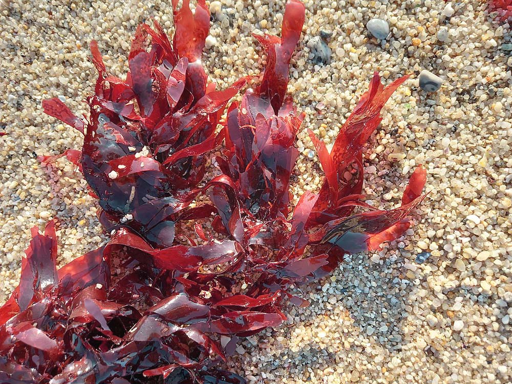 Dulse-Alge, Palmaria palmata auf Sand