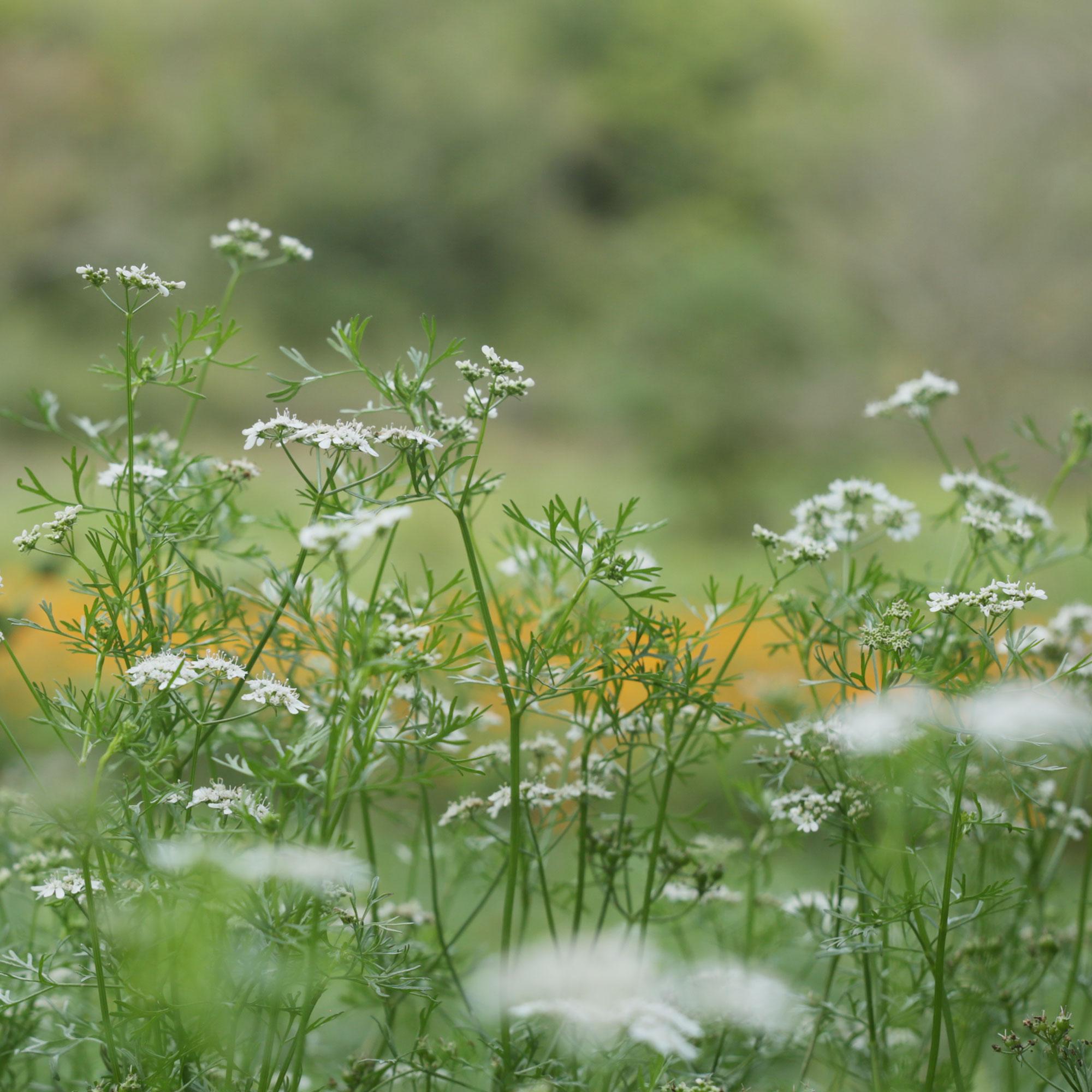 blumen, weiße blüten, grüne stängel, wildblume, feld