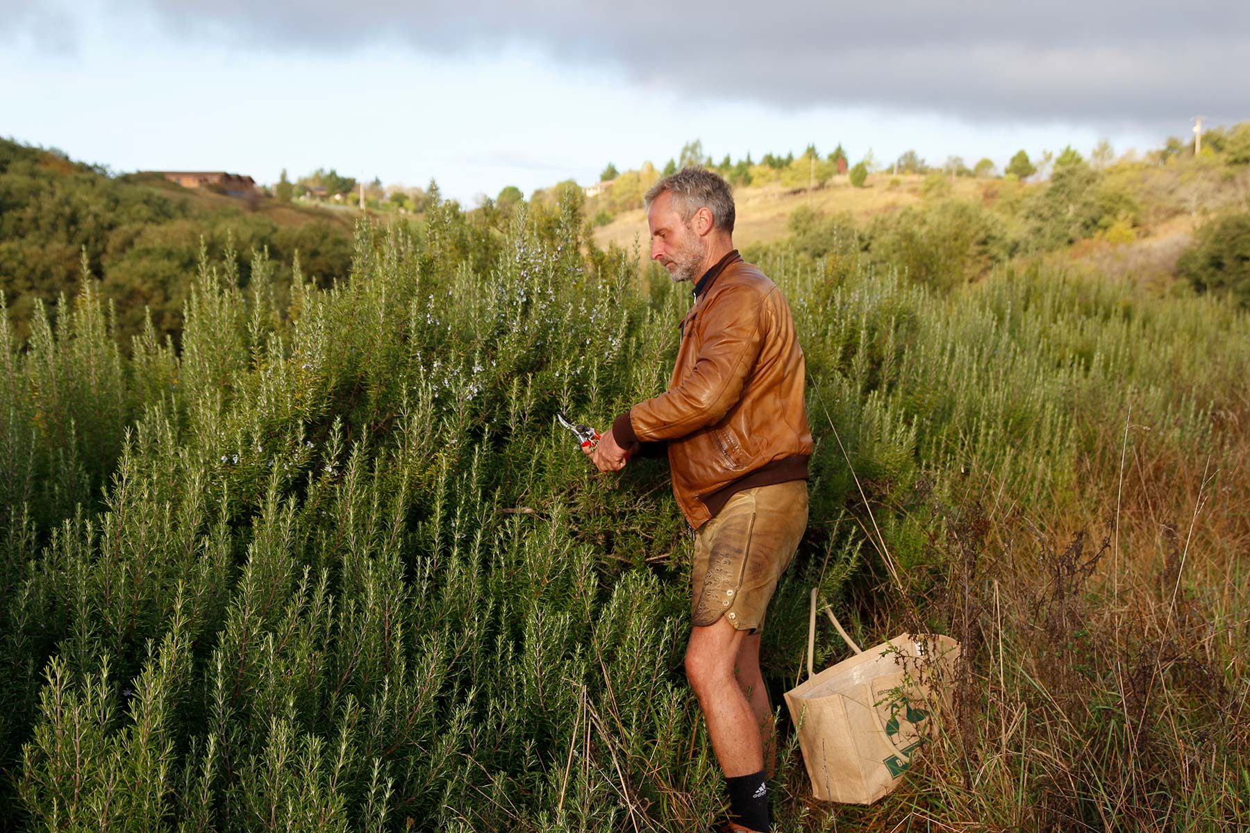 Rosmarinernte auf unserem Hof