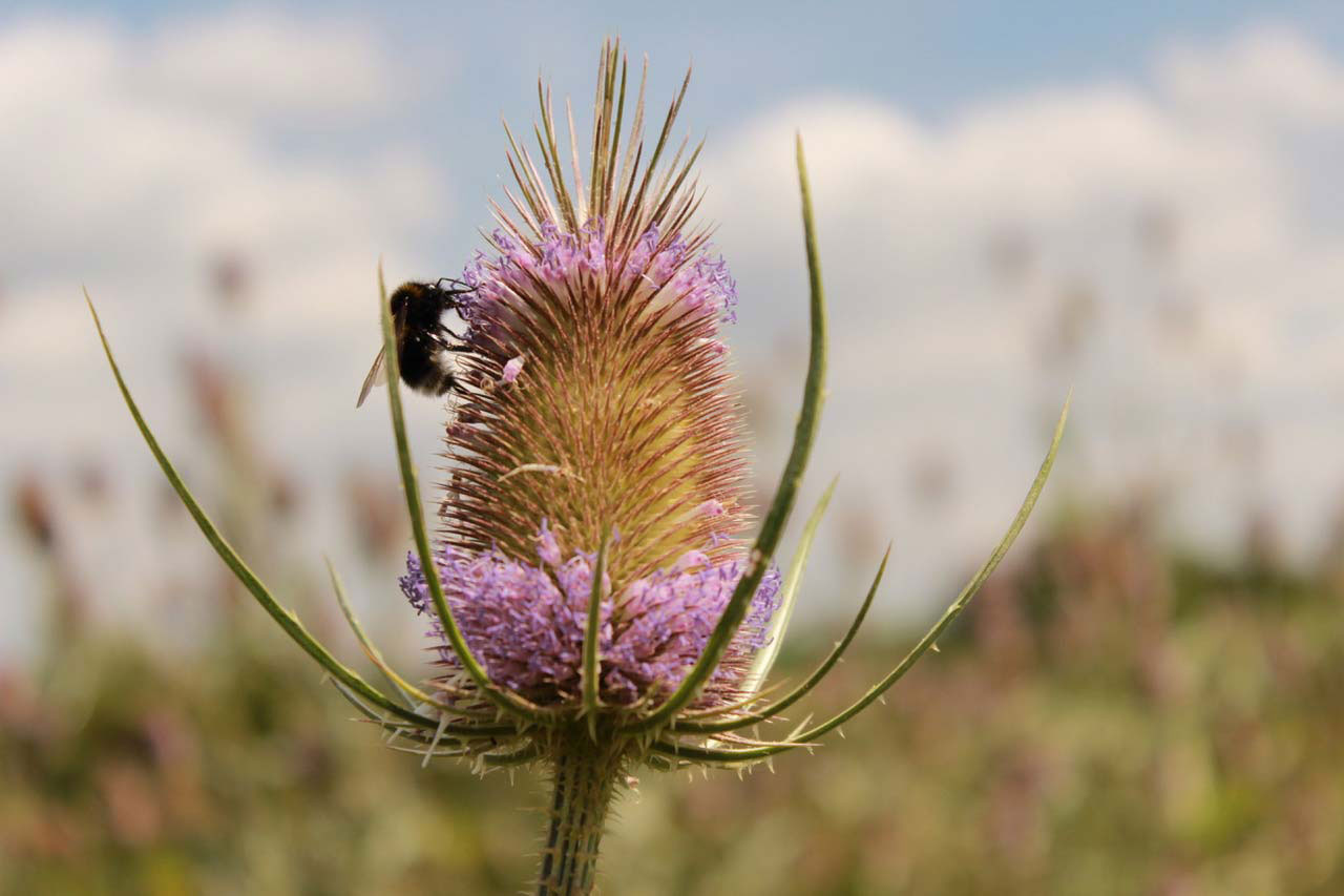 Eine Wilde Karde Blüte mit einer Hummel Eine wundervolle zweijährige Wilde Karde Blüte mit einer Hummel