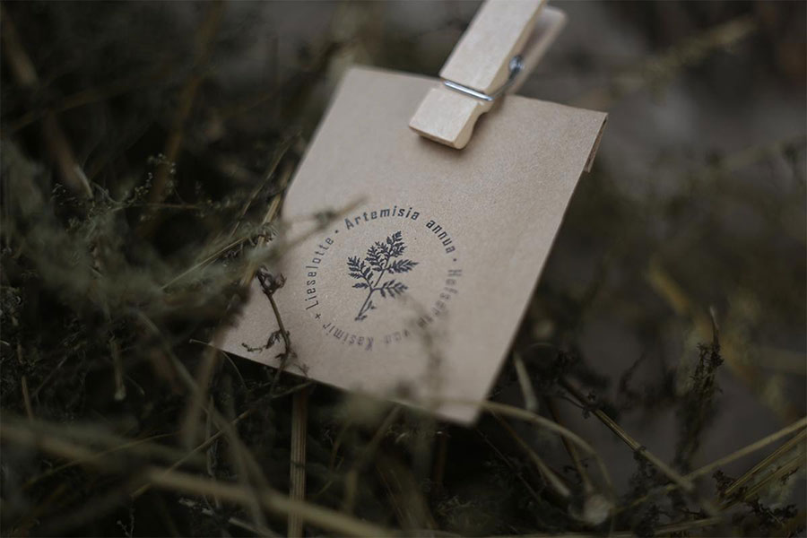 Samen der Artemisia annua Hofsorte von Kasimir + Lieselotte Eine Samentüte der Artemisia annua Hofsorte von Kasimir + Lieselotte