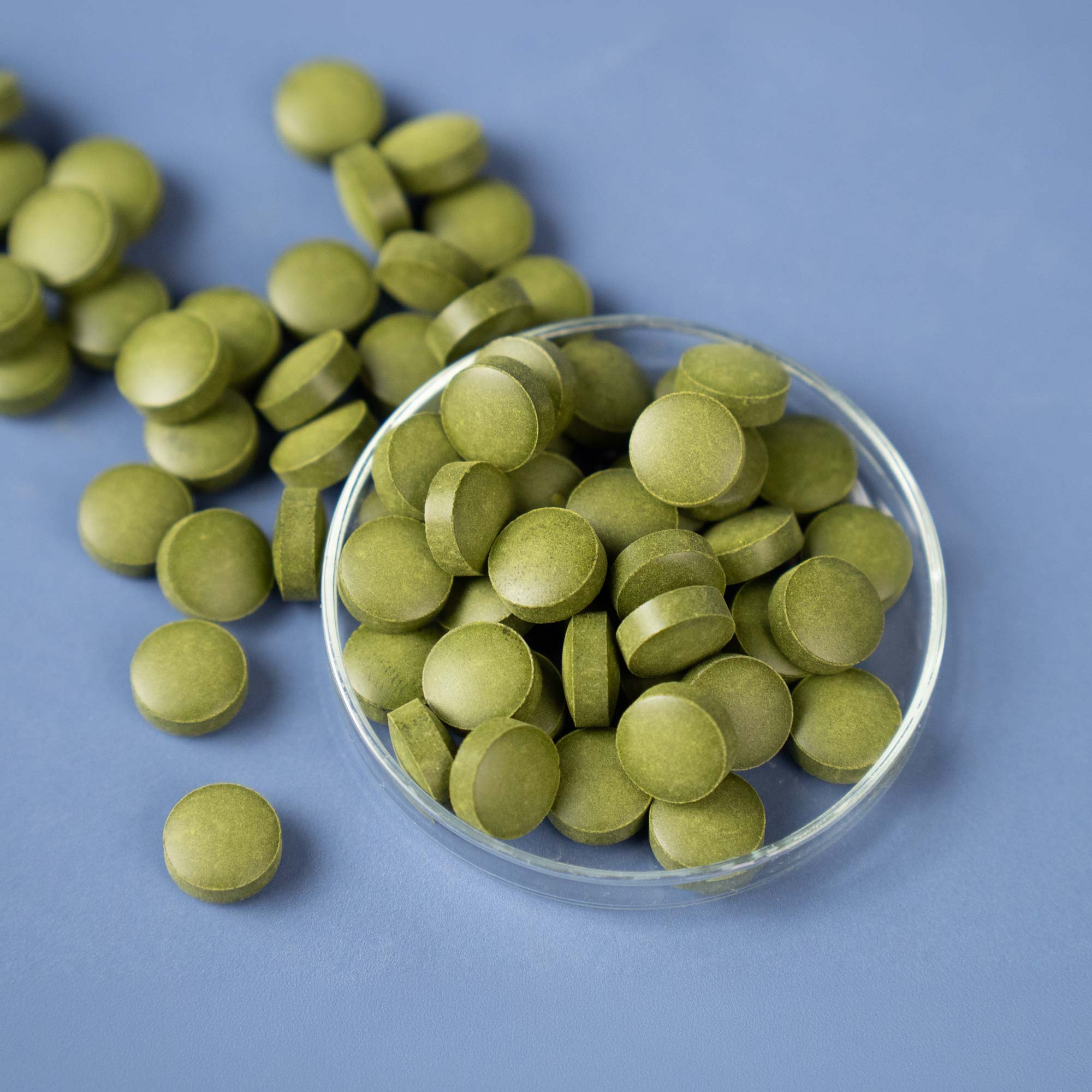 Chlorella Presslinge in der Petrischale