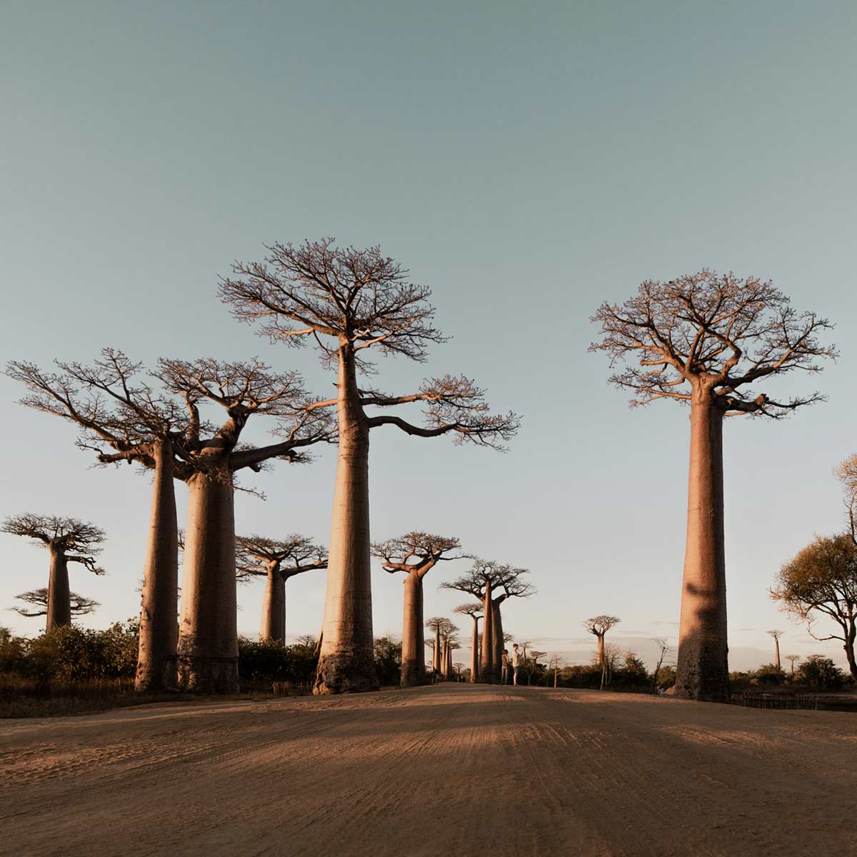 Baobab Frucht Baum
