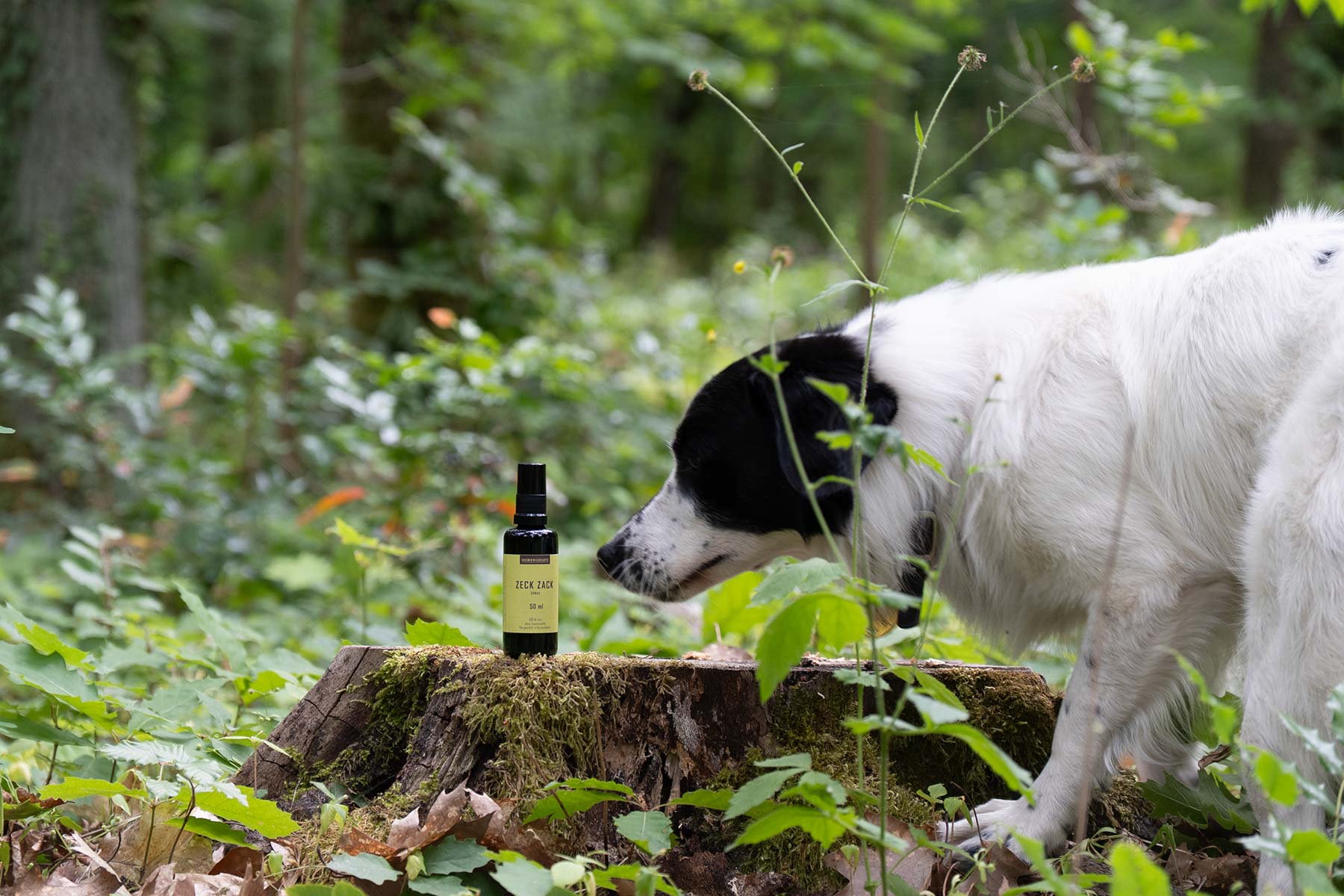 Hund mit Zeck Zack Spray im Wald Hund mit Zeck Zack Spray im Wald