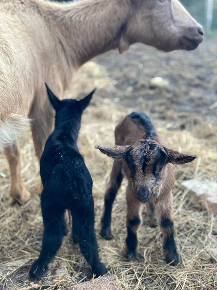 Tiere sind wichtige Helferlein bei der Bodenvorbereitung nach Demeter Richtlinien Bodenvorbereitung auf dem Demeter Bio Hof