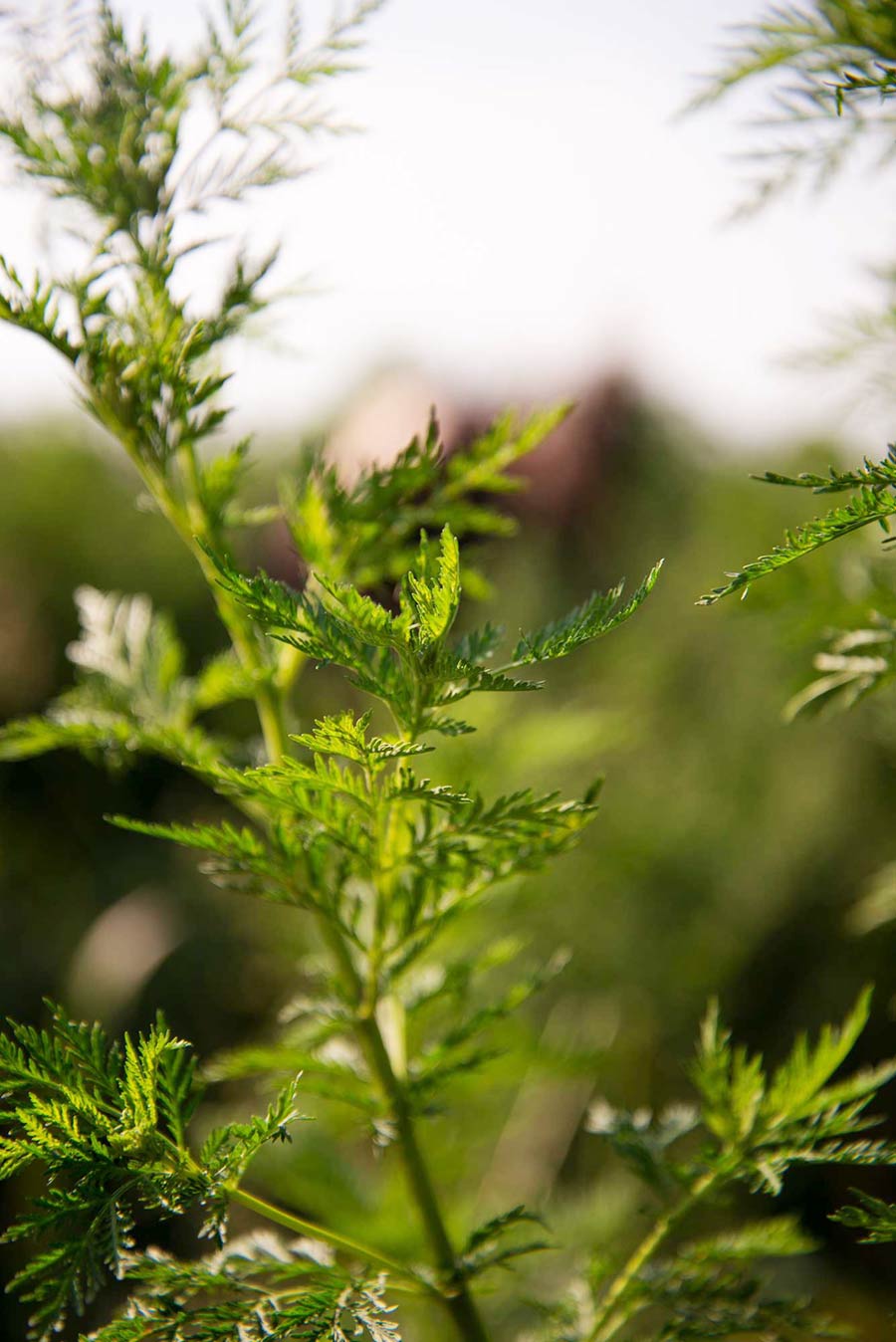 junge Artemisia annua Pflanze