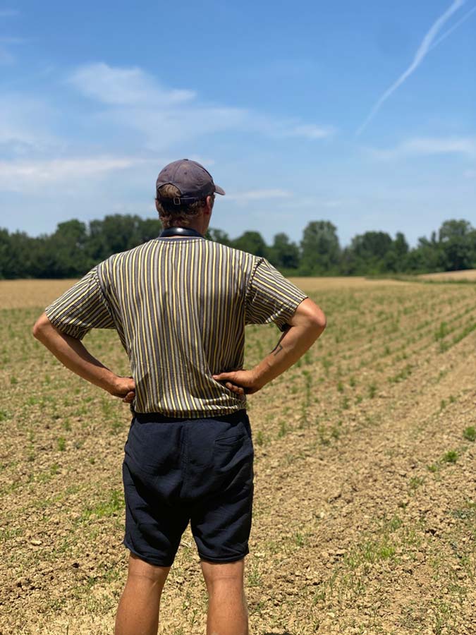Bio demeter Artemisia Annua Feld Kasimir Lieselotte Bio demeter Artemisia Annua, Einjähriger Beifuß Feld Kasimir Lieselotte