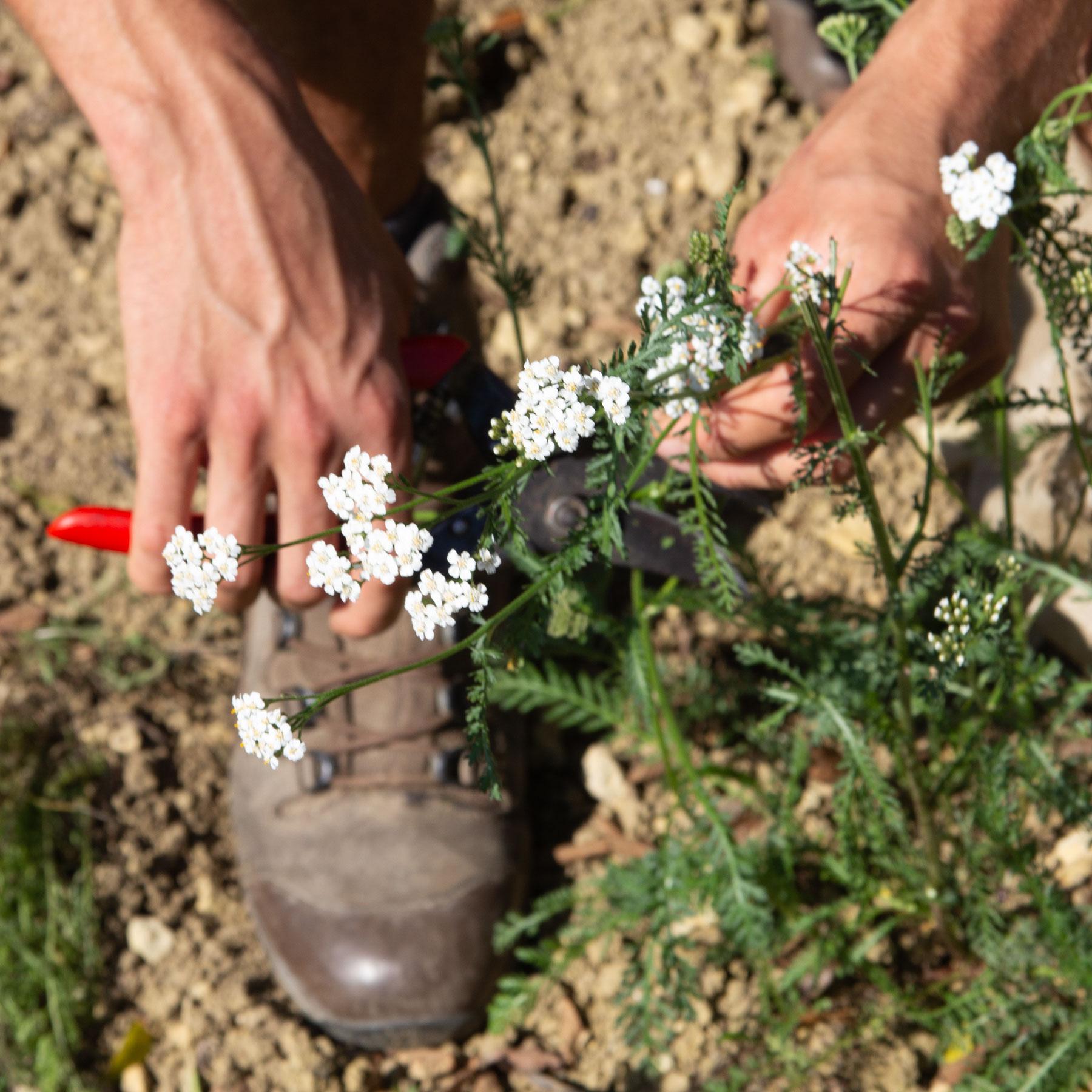 weiße Blüten, Kräuterpflanze, Blütenrispe, Gehölz, Grünpflanze