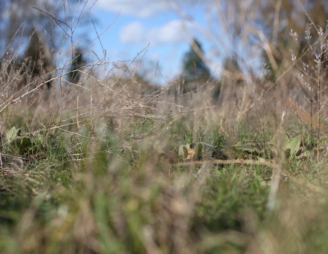 Gras Wald Zecke Borreliose, Karde Gras Wald Zecke Borreliose