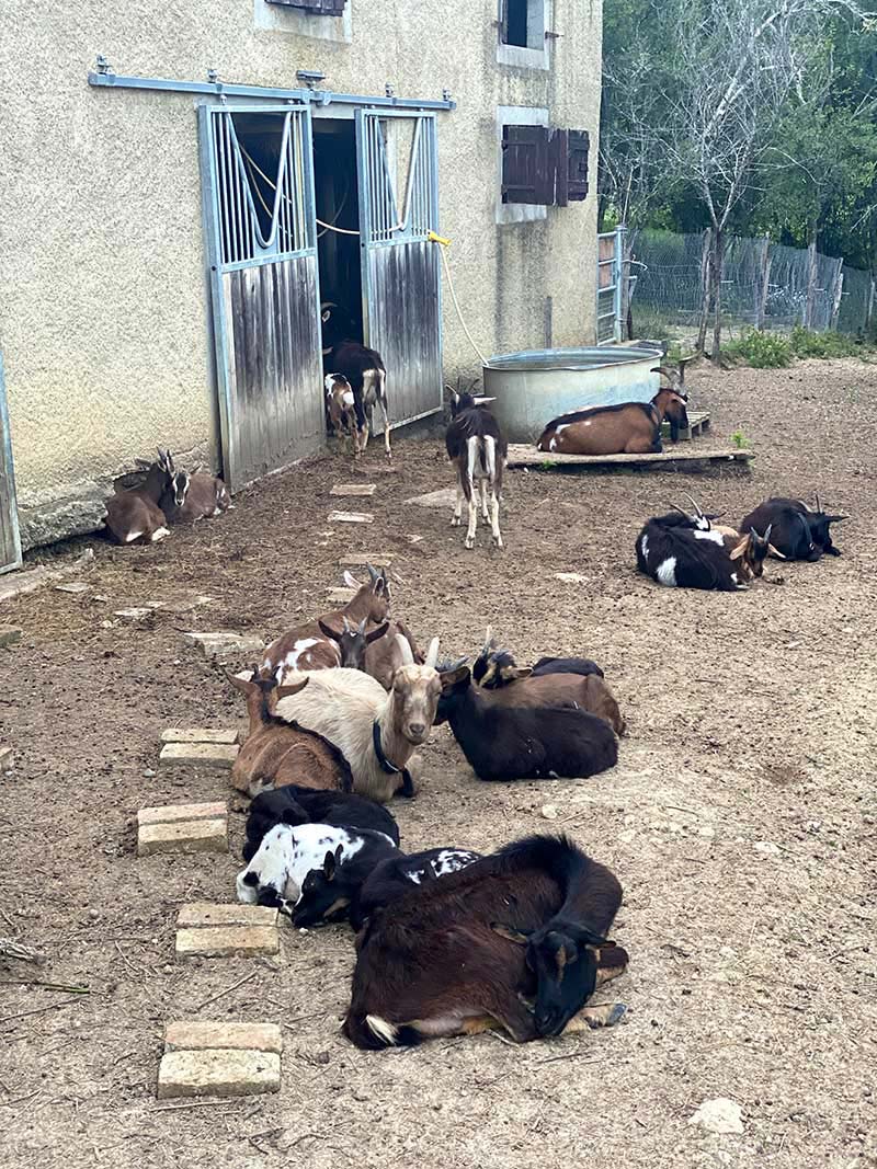 Bio demeter Hof Kasimir Lieselotte, Ziegen Bio demeter Hof Kasimir Lieselotte, Ziegen