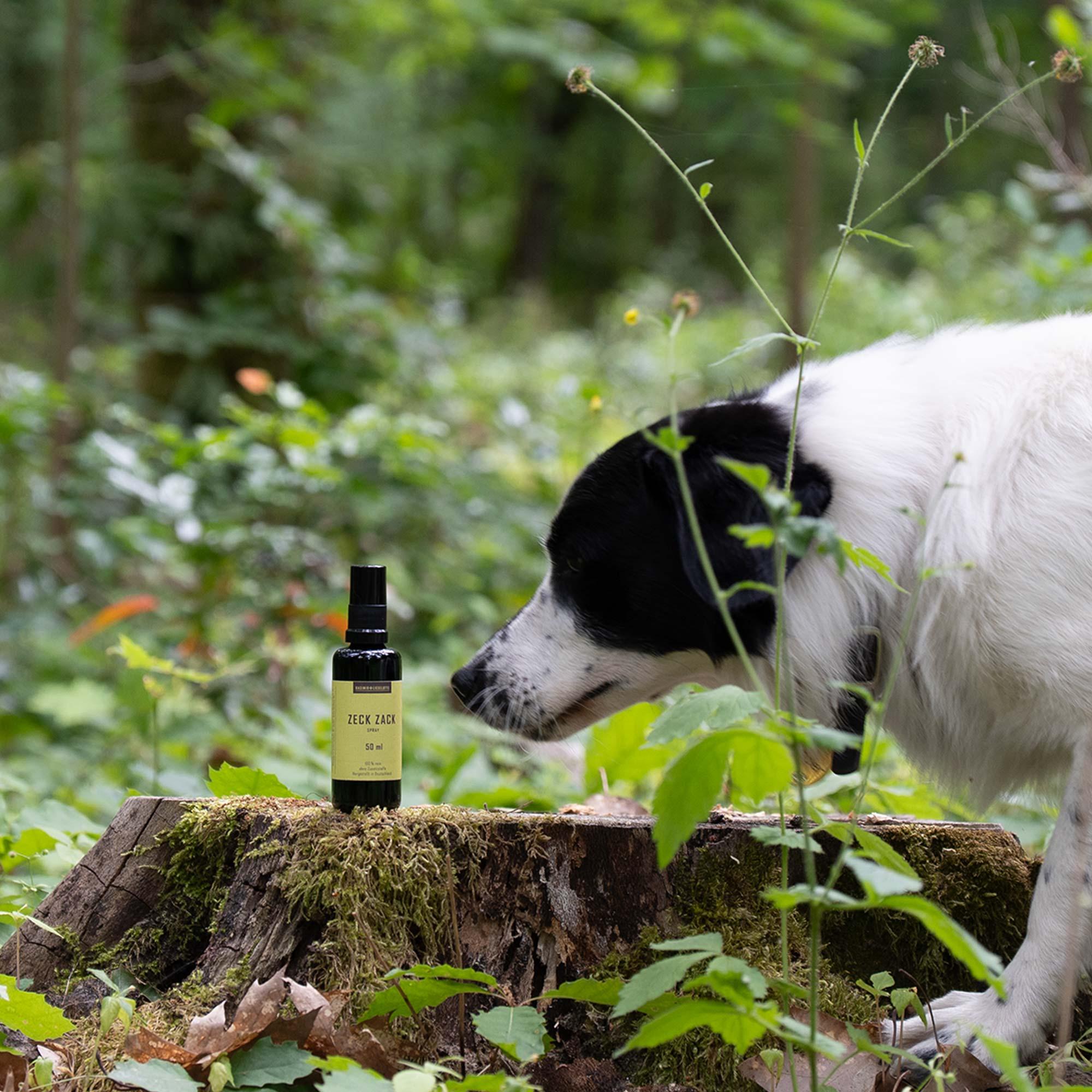 Hund, Draußen, Baumstumpf, Sprühflasche, Produkt