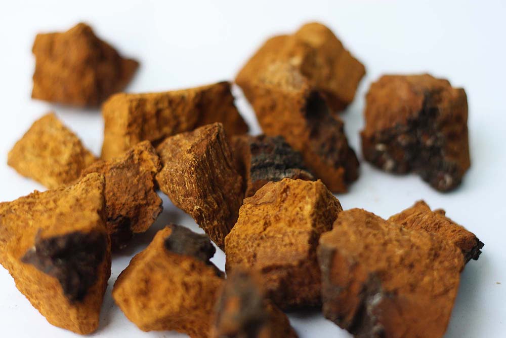 Adaptogene-Immunsystem. menge von getrockneten Chaga Pilzen