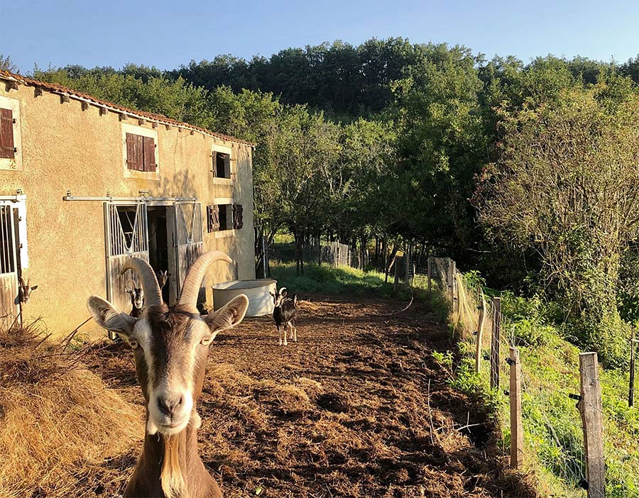 DemeterHof, Bio Kräuter Shop